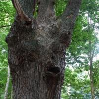 Arbre qui chante lannilis