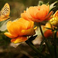 Flowers 19830 1920