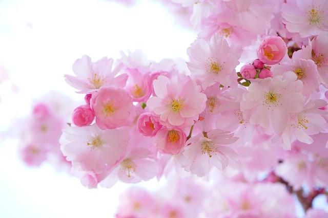 Japanese cherry trees 324175 641