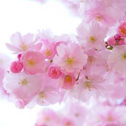 Japanese cherry trees 324175 641