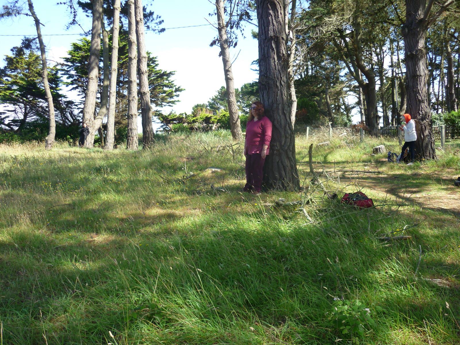 Le chant des arbres