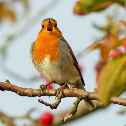 Robin redbreast in tree 5759651 1920 3